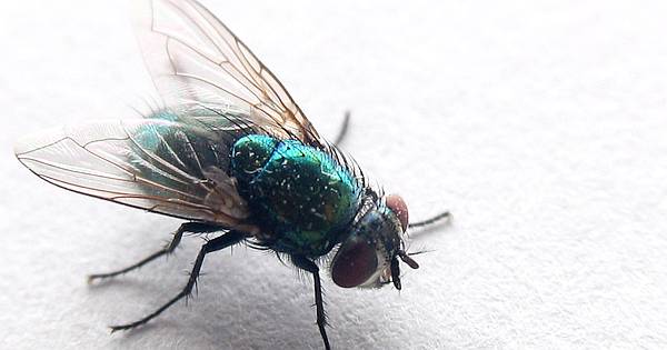 Laborstudie: Können Fliegen ASP übertragen?
