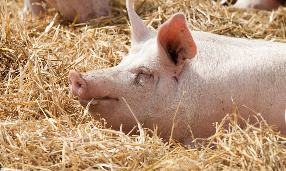 Laut Verbrauchern wirken Schweine auf Stroh glücklicher