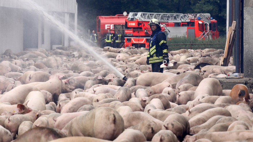 NRW will Brandschutz in Schweineställen erhöhen