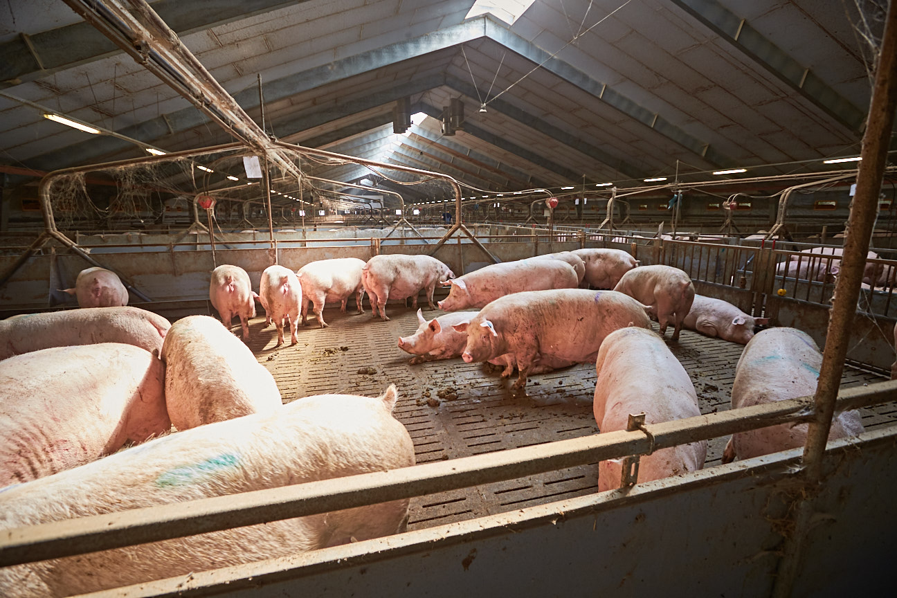 Landwirtschafts- ministerin Klöckner macht Druck beim „Systemwechsel“ in der Tierhaltung