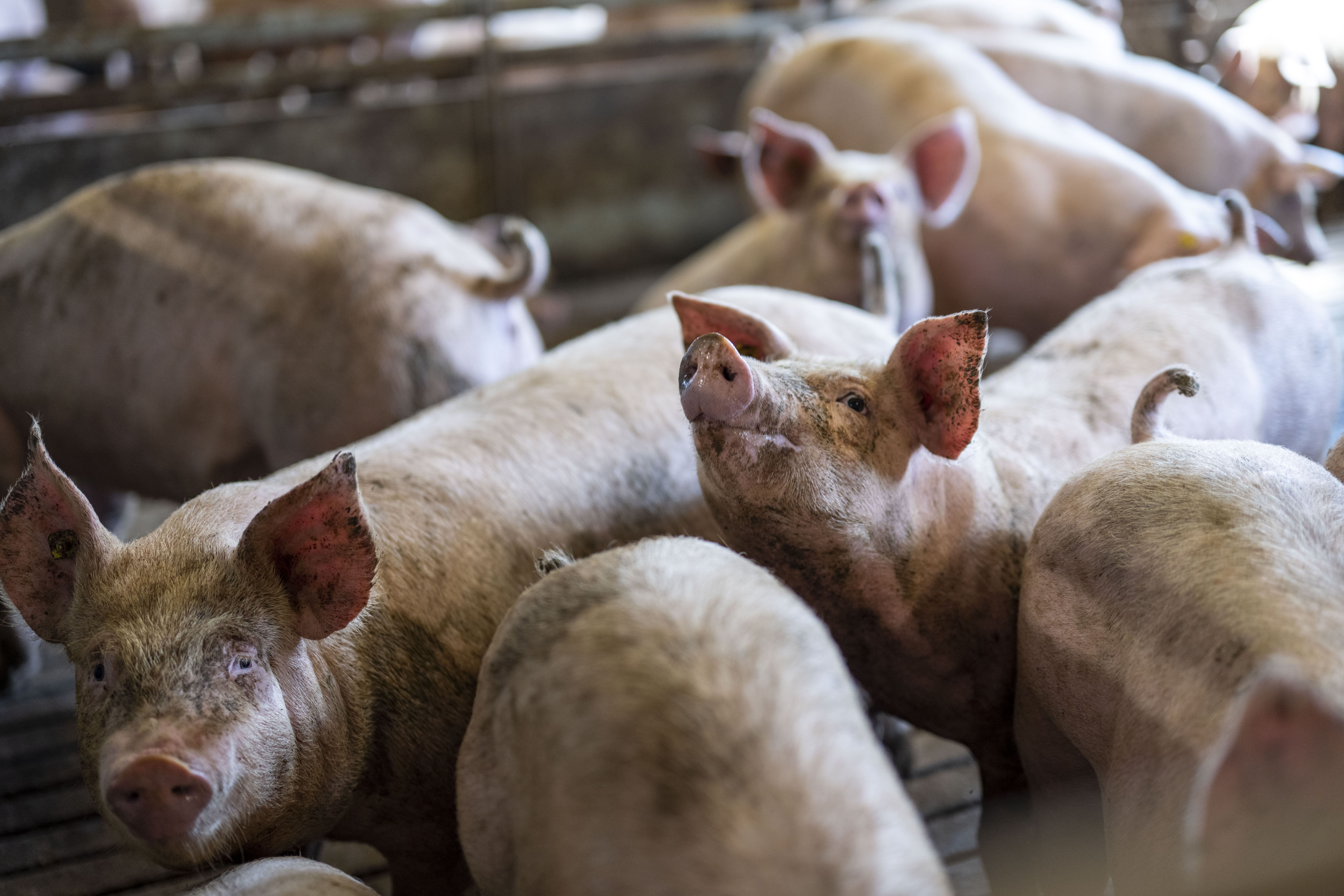 Schweinebestand in Deutschland auf tiefstem Wert seit der Wiedervereinigung